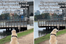 Video: Dog Adorably Waits To Be Invited To Wedding Party