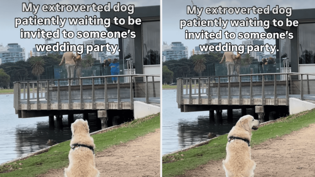 Video: Dog Adorably Waits To Be Invited To Wedding Party