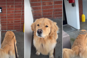 Video: Owner Reveals Why Dog Loves Visiting Fire Station
