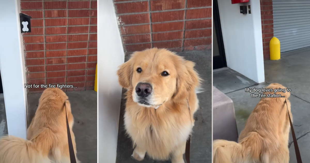 Video: Owner Reveals Why Dog Loves Visiting Fire Station