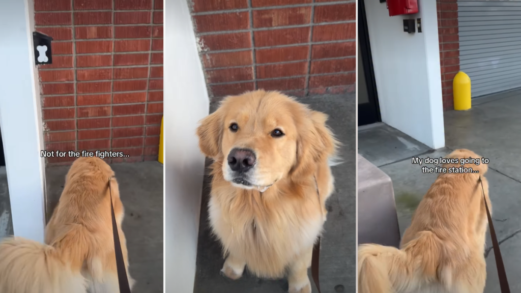 Video: Owner Reveals Why Dog Loves Visiting Fire Station