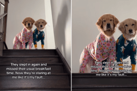 Video: Dog Duo Judges Owner After Missing Breakfast Time