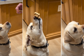 Video: Dog Wows Internet With ‘Triple Stack’ Treat Trick