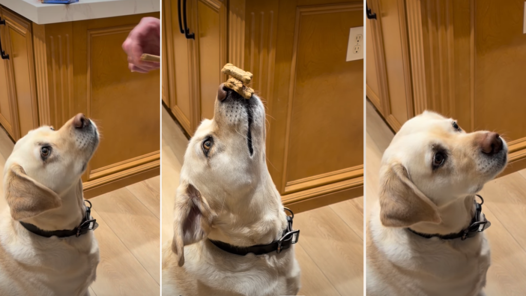 Video: Dog Wows Internet With ‘Triple Stack’ Treat Trick