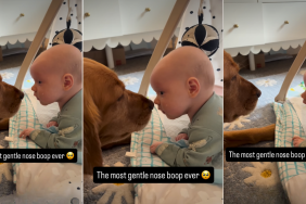 Video: Golden Retriever Performs the Softest Boop Ever to Newborn