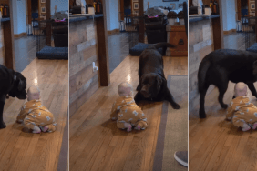 Video: Labrador Is Too Eager to Play With Baby