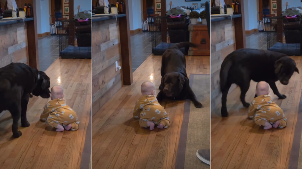Video: Labrador Is Too Eager to Play With Baby
