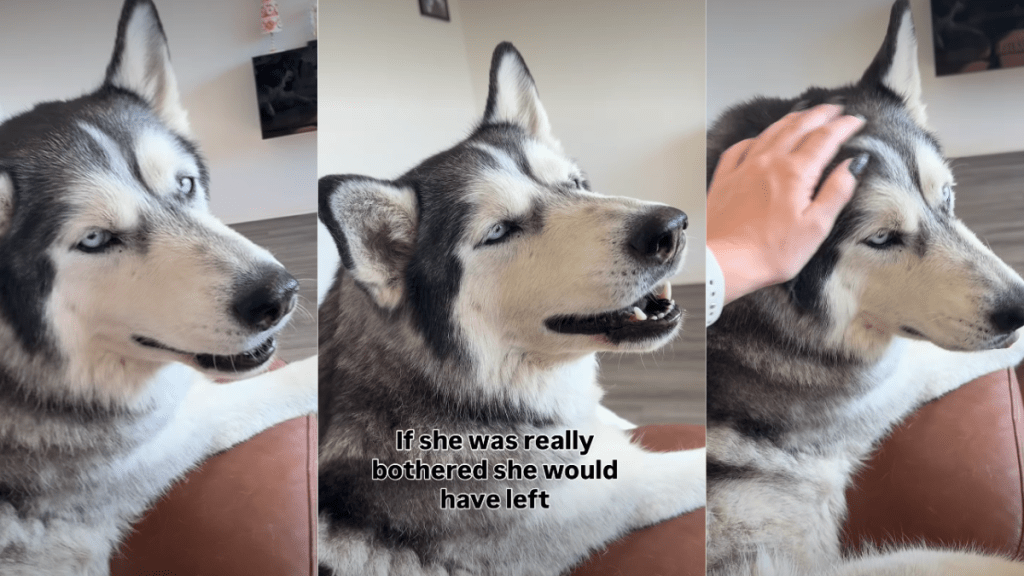 Video: Dog Reacts to Being Told 'I Love You' Repeatedly