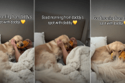 Video: Golden Retriever Greets Dad With Toy He Brought Home From Trip