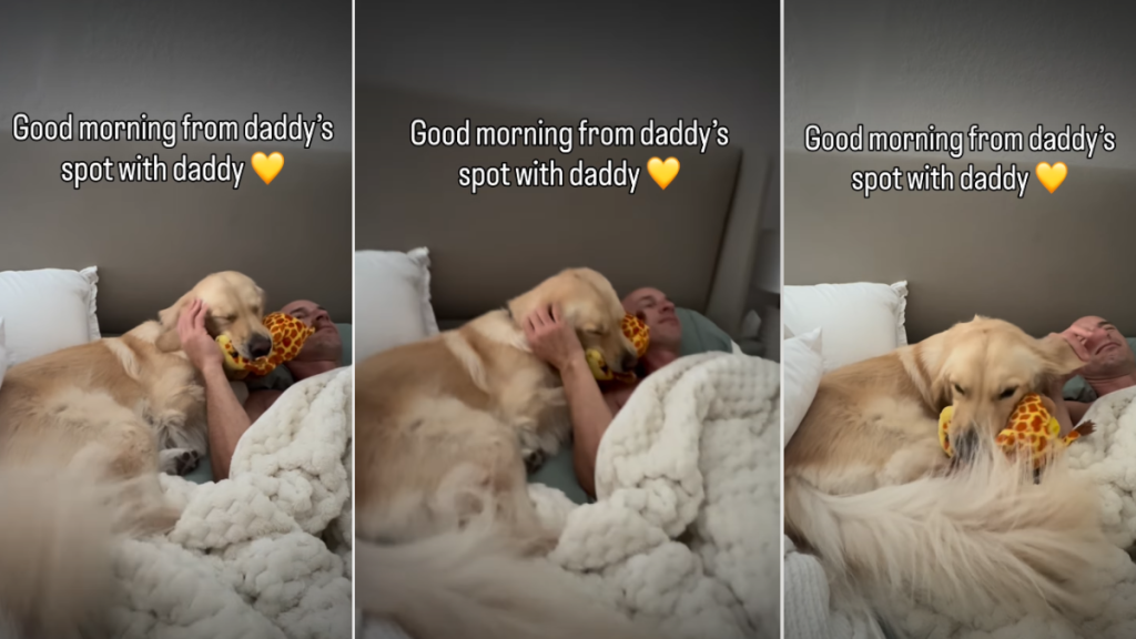 Video: Golden Retriever Greets Dad With Toy He Brought Home From Trip