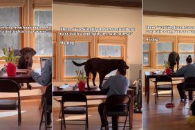 Video: Dog Crashes Zoom Call Trying to Steal a Hair Clip