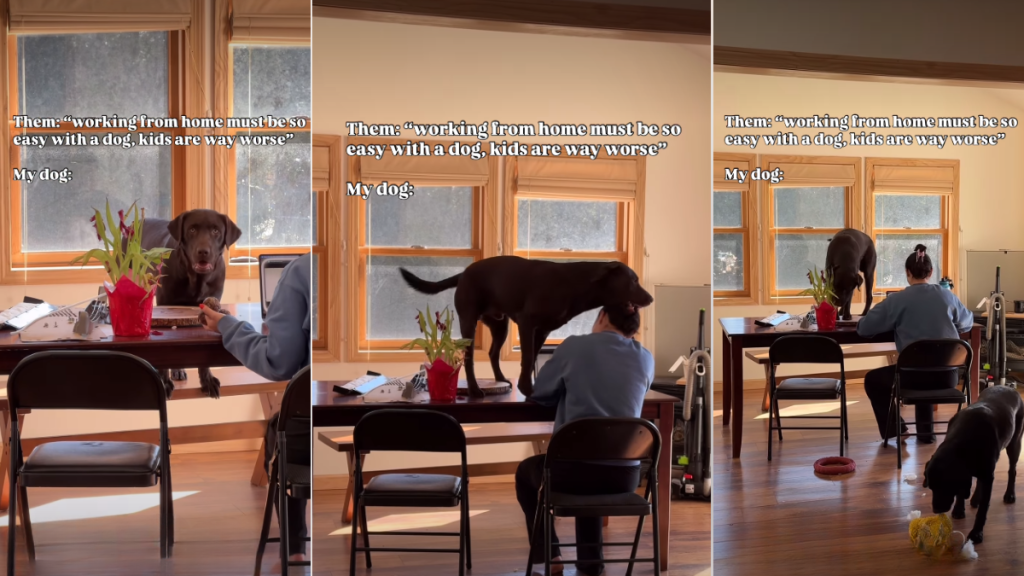 Video: Dog Crashes Zoom Call Trying to Steal a Hair Clip