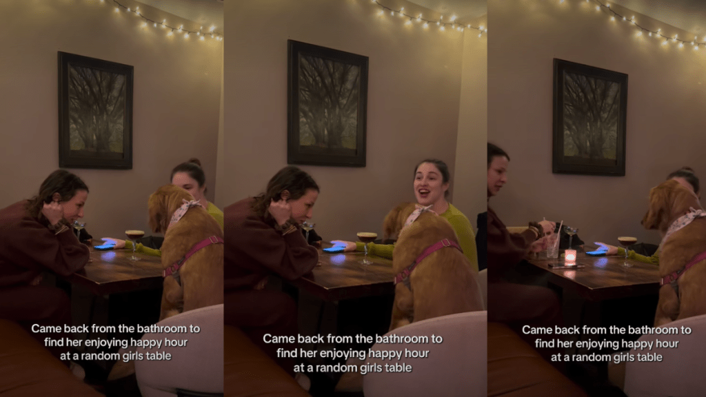 Golden Retriever Enjoys Her Happy Hour at a 'Random Girls Table'