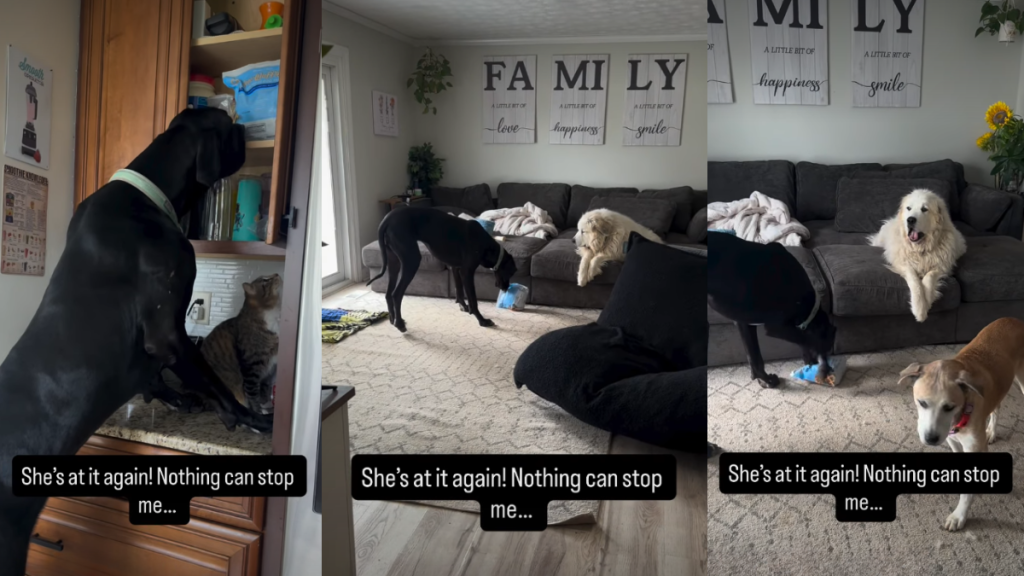 Great Dane Gains Cat Sibling’s Subtle Support To Steal Treats