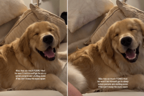 Golden Retriever Can Barely Keep His Eyes Open & Still Won’t Go To Sleep