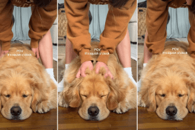 Video: Golden Retriever Enjoying Squishes Melts Hearts