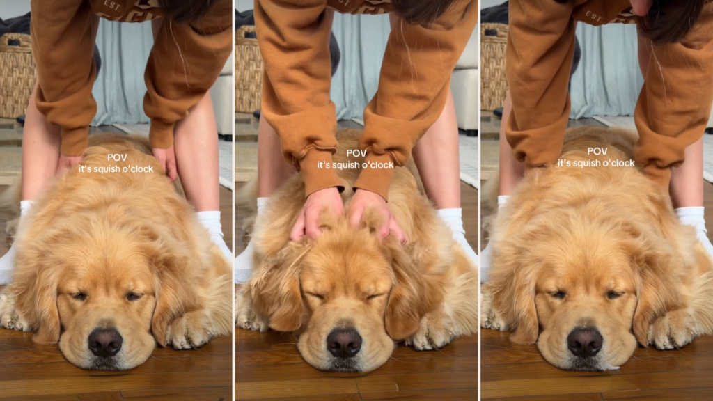 Video: Golden Retriever Enjoying Squishes Melts Hearts
