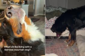 Dog Is a Little Needy, Too Friendly & a Whole Lotta Chaotic