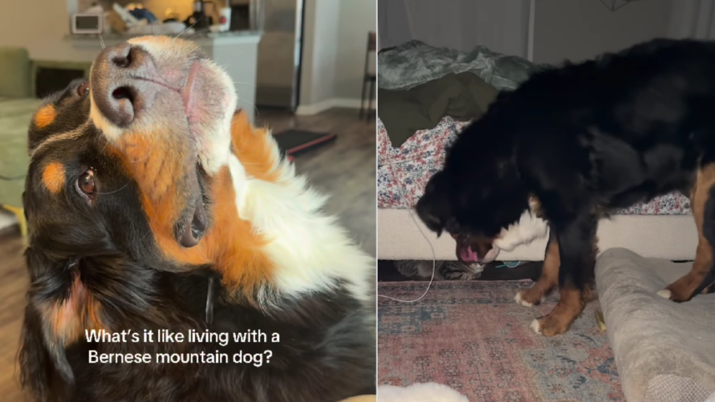 Dog Is a Little Needy, Too Friendly & a Whole Lotta Chaotic