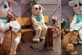 Golden Retriever Can't Keep Calm Over Meeting Easter Bunny for First Time