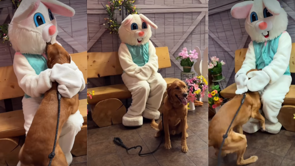 Golden Retriever Can't Keep Calm Over Meeting Easter Bunny for First Time