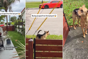 Rescue Dog Escapes From Backyard but Listens When Dad Asks To Come Back