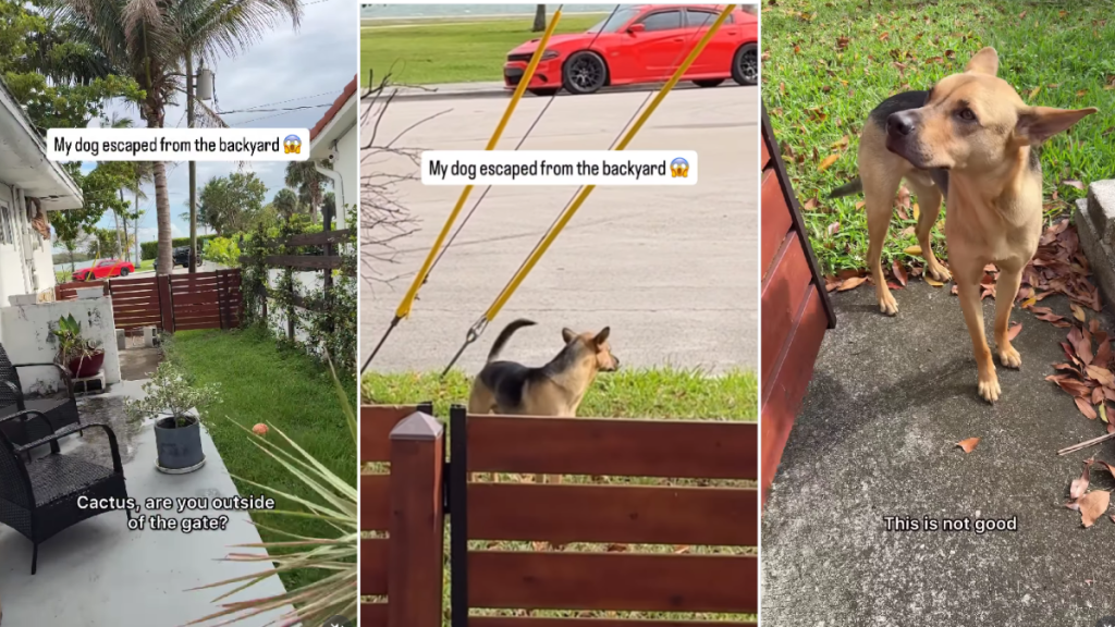 Rescue Dog Escapes From Backyard but Listens When Dad Asks To Come Back