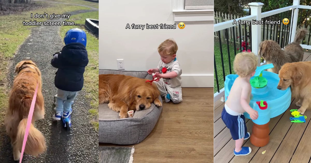 Best Friends Golden Retriever & Little Boy Are Partners in Everything - dogtime.com