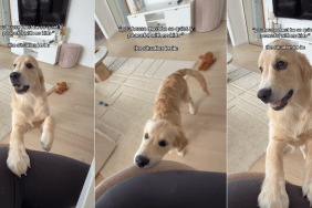 Golden Retriever Is Pure Mischief & Reason Why There’s No Peace at Home
