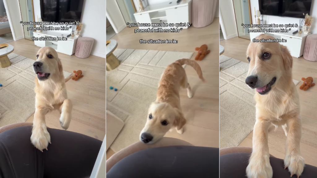 Golden Retriever Is Pure Mischief & Reason Why There’s No Peace at Home