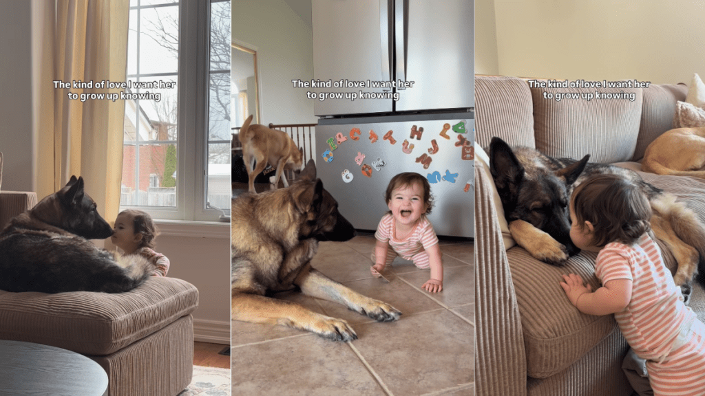 Dog & Little Girl Share the Kind of Love That’s Written About in Stories