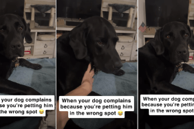 Dog Complains to Mom When She Pets Him for This Hilarious Reason