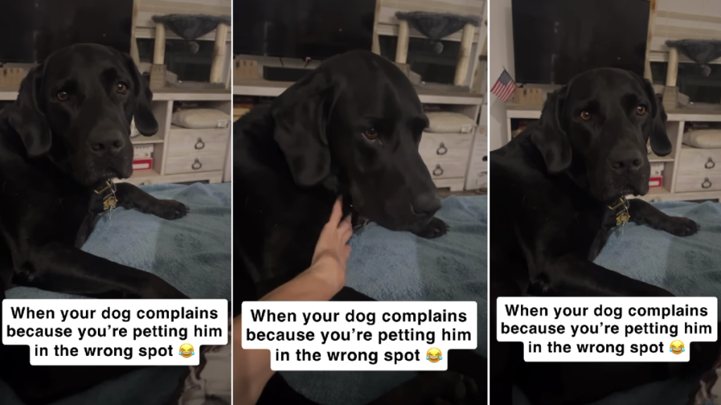 Dog Complains to Mom When She Pets Him for This Hilarious Reason