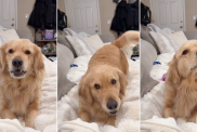 Golden Retriever Promises To Quit This Habit When Mom’s About To Leave