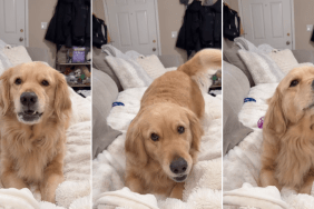 Golden Retriever Promises To Quit This Habit When Mom’s About To Leave