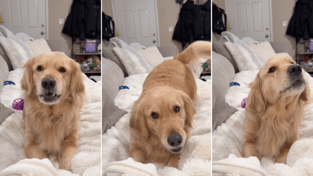 Golden Retriever Promises To Quit This Habit When Mom’s About To Leave