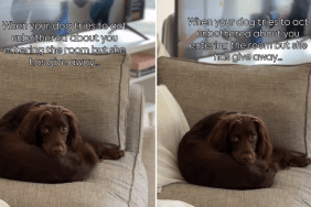 Dog Acts Unbothered When Owner Enters Room but Her Tail Says Otherwise