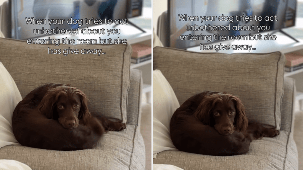 Dog Acts Unbothered When Owner Enters Room but Her Tail Says Otherwise