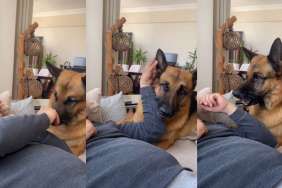 This Dog Is Deeply Confused by Owner’s Teasing Method