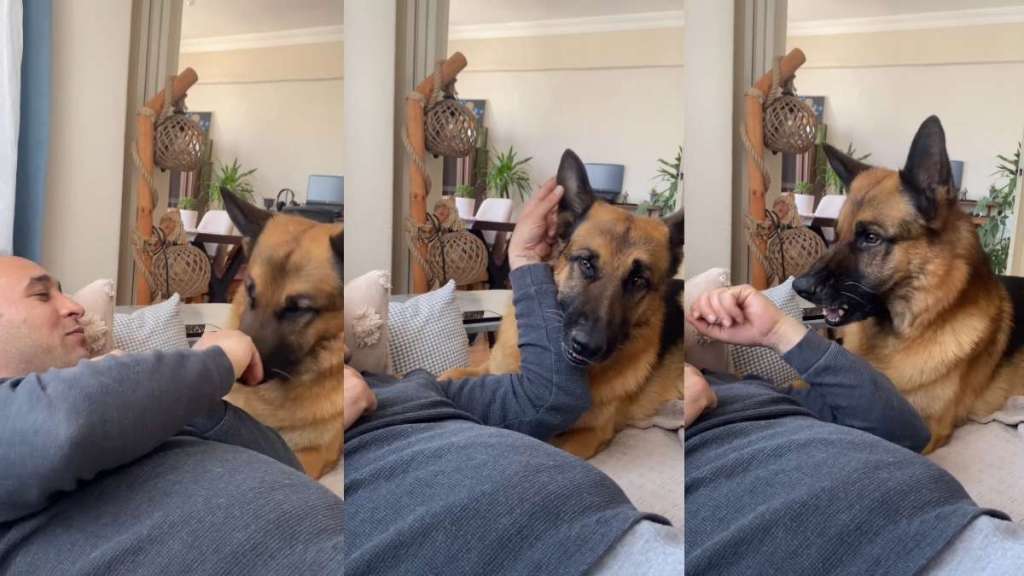 This Dog Is Deeply Confused by Owner’s Teasing Method