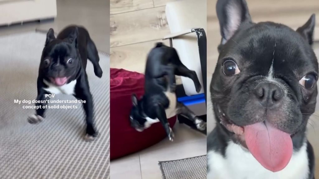 Frenchie's Understanding of Solid Objects Is Limited & Here's Proof