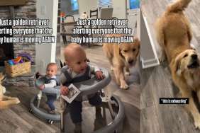 Video: Golden Retriever Alerts Owners Whenever Baby Moves