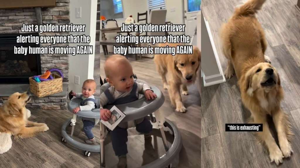 Video: Golden Retriever Alerts Owners Whenever Baby Moves
