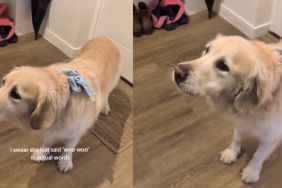 Golden Retriever Is a Pro at Speaking English With Her 'Woos'