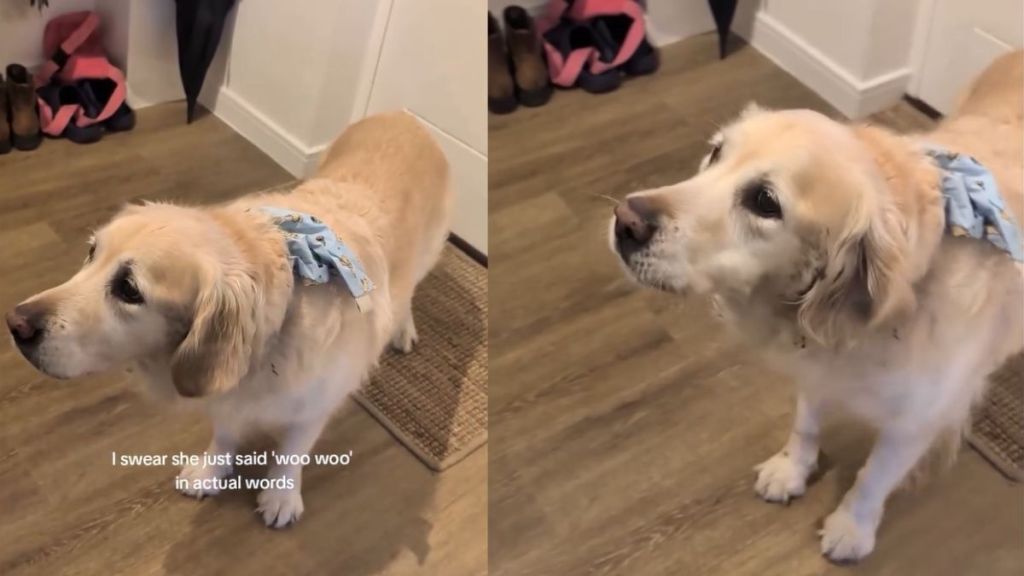 Golden Retriever Is a Pro at Speaking English With Her 'Woos'