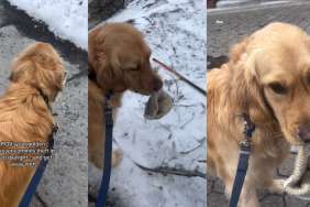 Golden Retriever Pulls off a Heist in Broad Daylight & Gets Away With It
