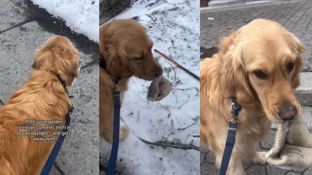 Golden Retriever Pulls off a Heist in Broad Daylight & Gets Away With It