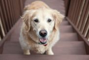 Golden Retriever Adopted in Critical Condition Now Experiences All His Firsts