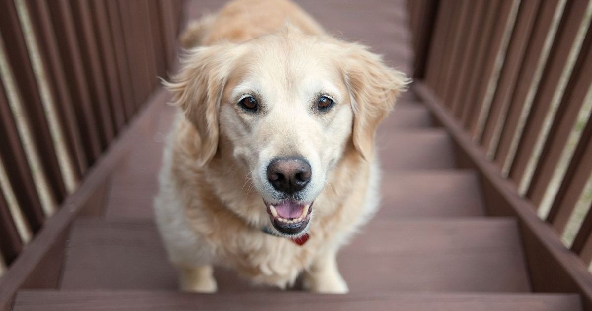 Golden Retriever Adopted in Critical Condition Now Experiences All His Firsts