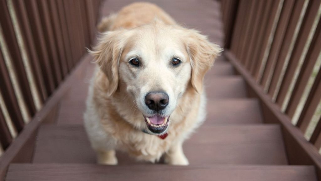 Golden Retriever Adopted in Critical Condition Now Experiences All His Firsts